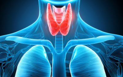 Medical illustration of the neck showing both thyroid lobes in red, located below the Adam’s apple.