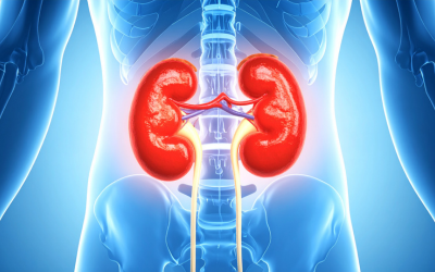 Color-enhanced anatomical illustration of both kidneys with ureters connecting to the bladder.